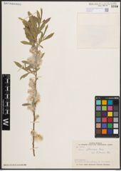 Foto von Salix elbursensis Boiss.